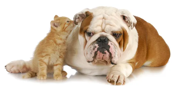 Hund und Katze — Stockfoto