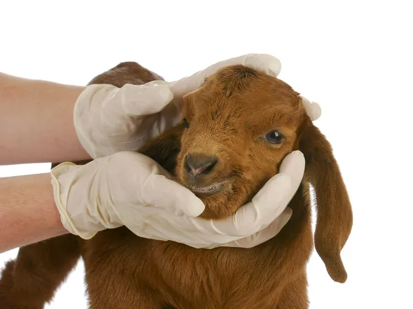 Ветеринарная помощь — стоковое фото