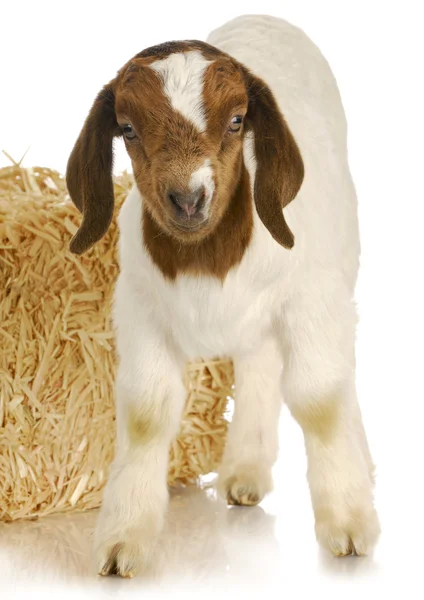 Baby goat standing — Stock Photo, Image