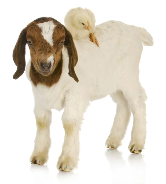 Baby farm animals — Stock Photo, Image