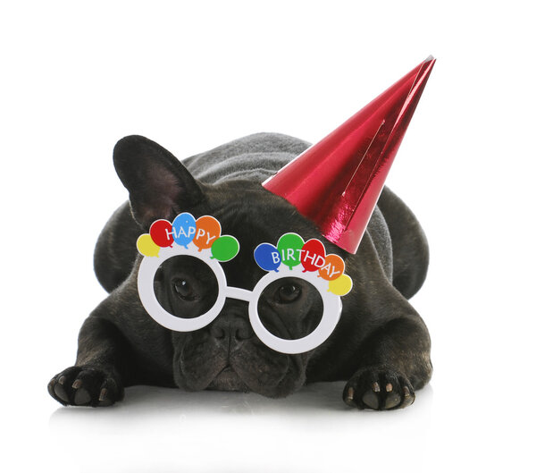 Perro de cumpleaños — Imagen de stock Perro de cumpleaños Fotos De Stock Sin Royalties Gratis
