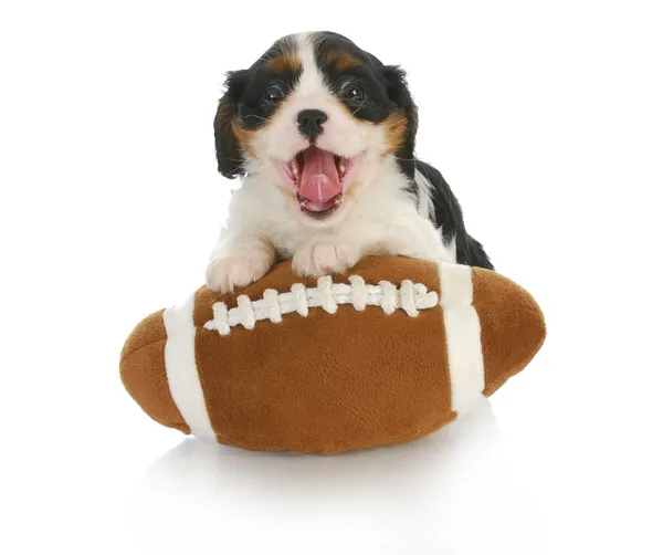 Funny puppy — Stock Image Funny puppy Stock Picture