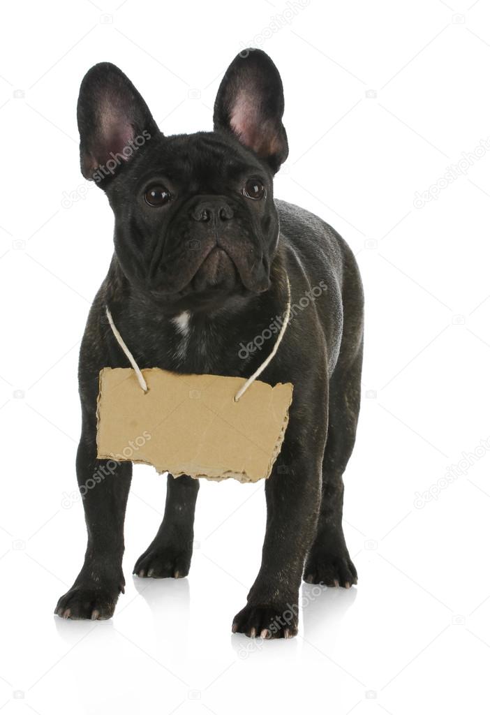 dog wearing sign