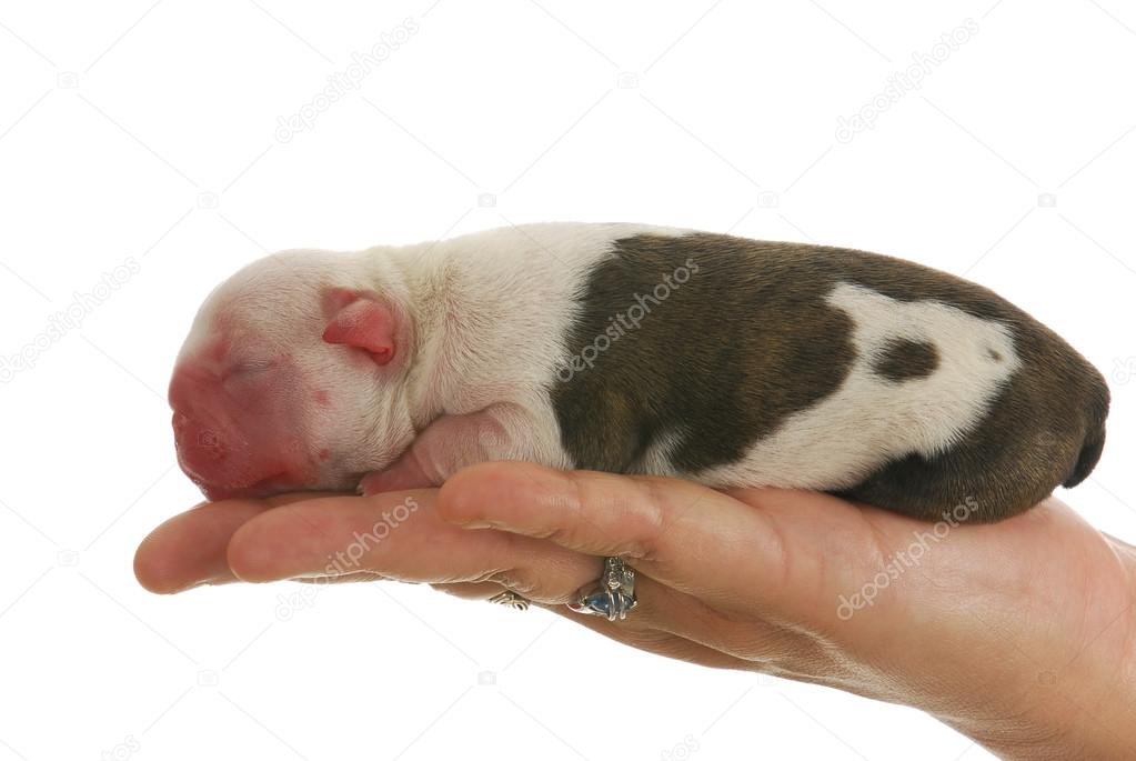 Newborn puppy — Stock Photo © willeecole #13894032