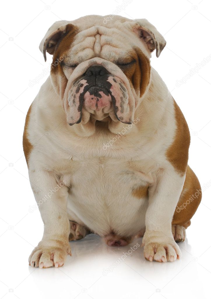 Um Buldogue Inglês Disfarçado De Irmã Cristã Foto de Stock