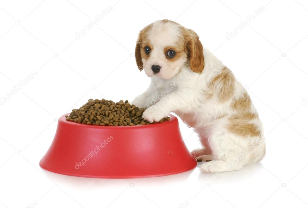 puppy with dog food bowl