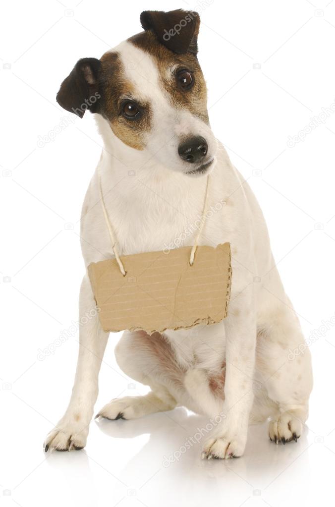 dog with a message