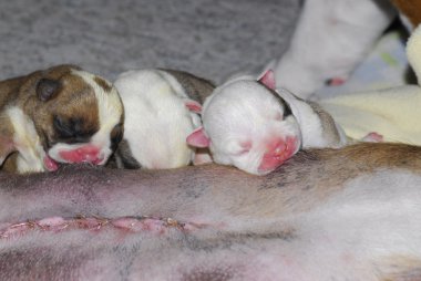cesearean bölümü ile köpek