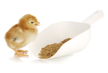 eating piliç
