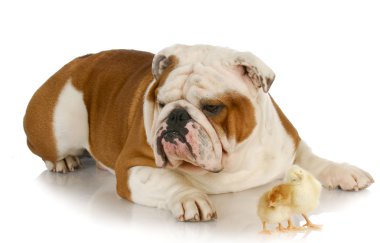 sıradışı arkadaşları