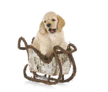 Noel atlı kızak içinde köpek yavrusu