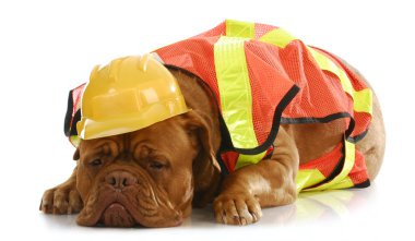 çalışan köpek