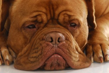 Dogue De Bordeaux