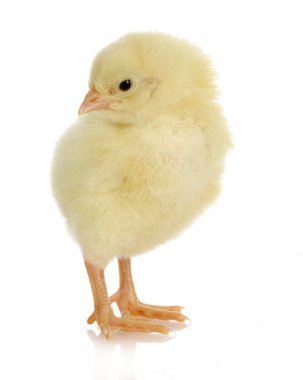 baby chick clipart