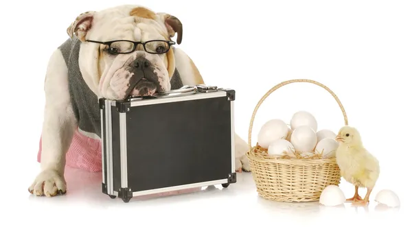 Don't keep eggs in one basket — Stock Photo, Image