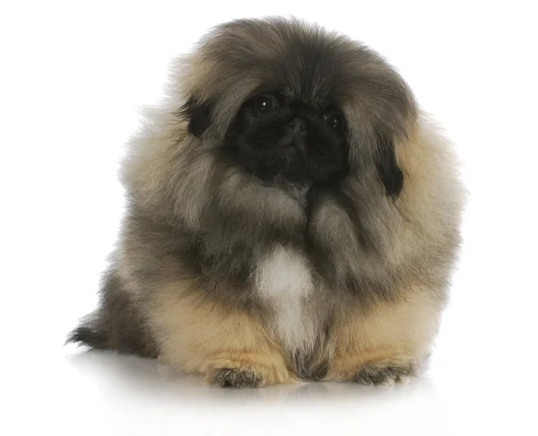 Filhote de cachorro pekingese — Fotografia de Stock