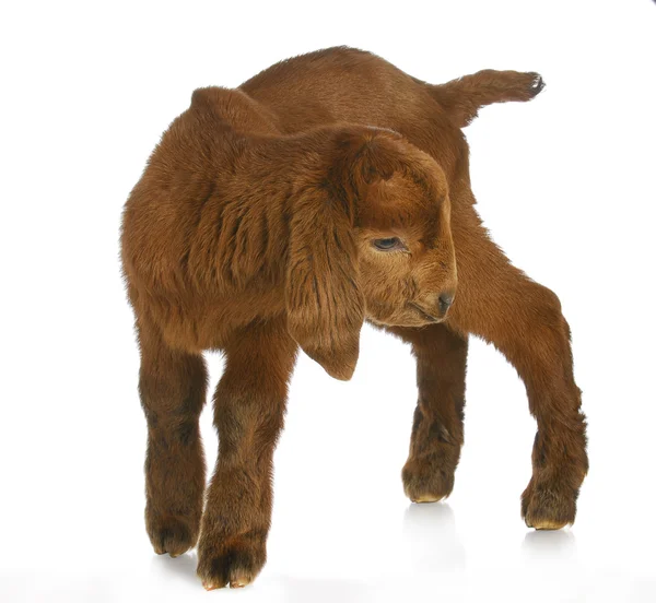 Young goat — Stock Photo, Image