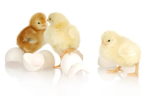 Newborn chicks — Stock Photo, Image