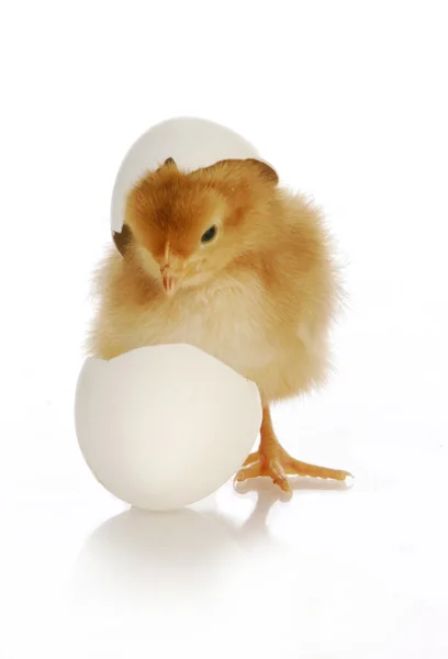 Chick hatching — стоковое фото