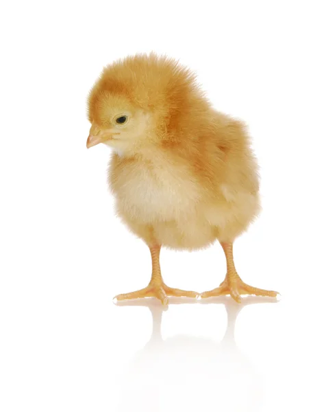 Cute chick — Stock Photo, Image