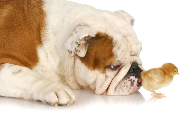 Hund leckt Küken — Stockfoto