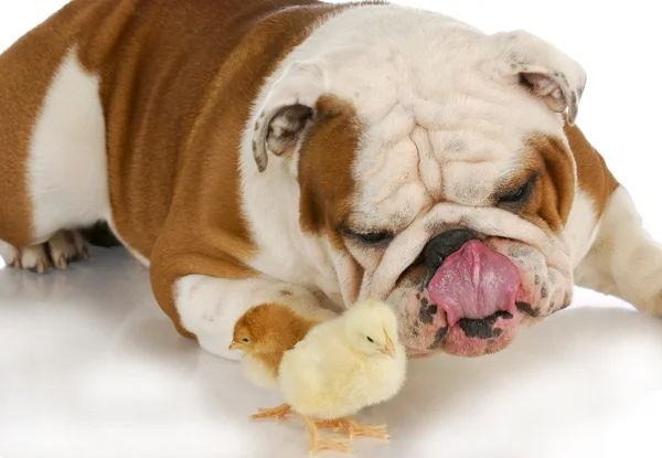 Собака и цыпленок — стоковое фото