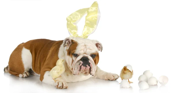 Easter dog — Stock Photo, Image