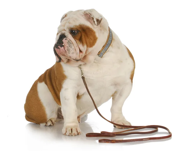 Dog on a leash — Stock Photo, Image