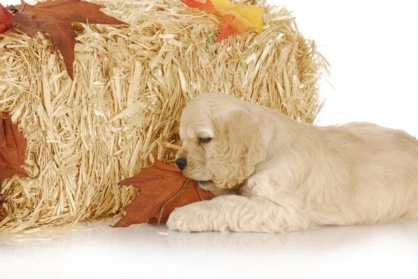 Filhote de cachorro no outono — Fotografia de Stock