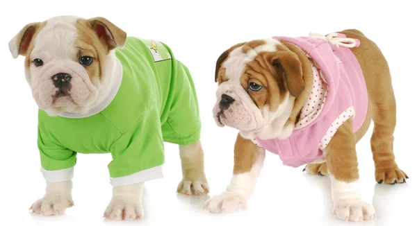 Two puppies — Stock Photo, Image