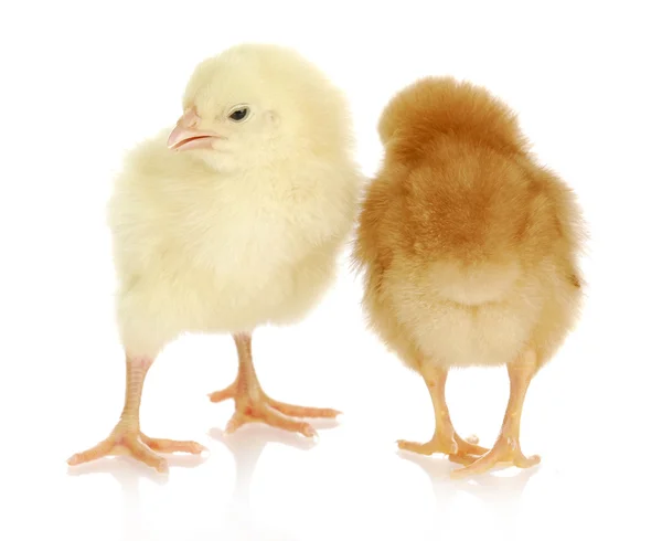 Nyfödda kycklingar — Stockfoto