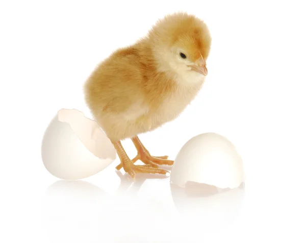 Newborn chick — Stock Photo, Image