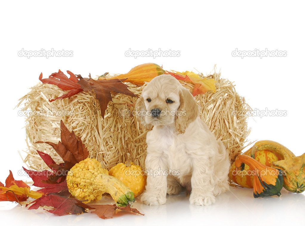 puppy in autumn setting