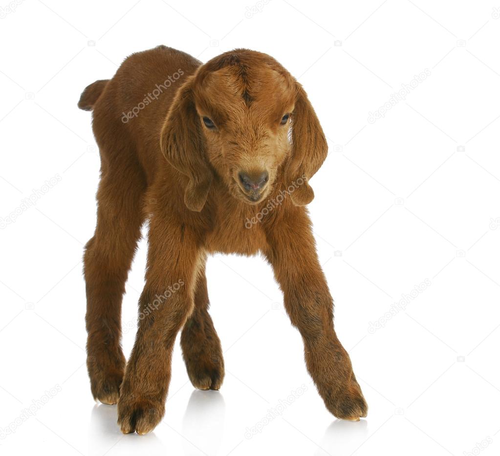 Bebe Chevre Image Libre De Droit Par Willeecole C Bebe Chevre Image Libre De Droit Par Willeecole C