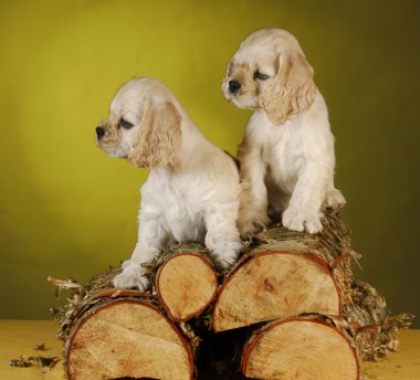 ahşap kazık oynayan iki yavru köpekler