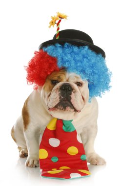 Palyaço gibi giyinmiş köpek