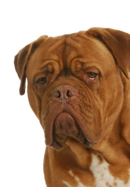 dogue de bordeaux baş portre