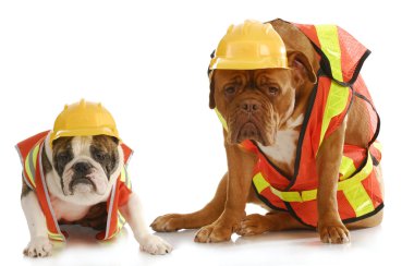 çalışma köpekler