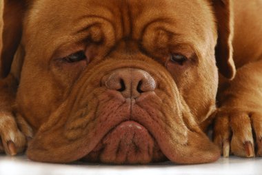 Dogue De Bordeaux