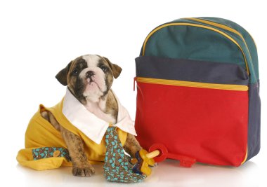 köpek itaat terbiye