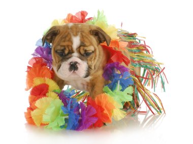 köpek yavrusu hula dansçı