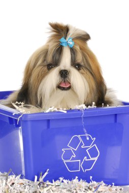 geri dönüşüm kutusu içinde köpek yavrusu
