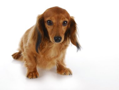 suçlu köpek