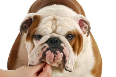 İngilizce Bulldog