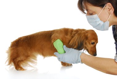 hayvan hastalıklarıyla ilgili kaygı