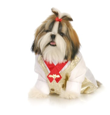süslü köpek yavrusu