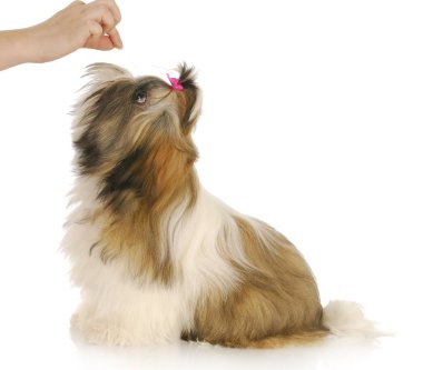 köpek besleme