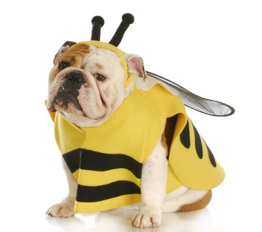 dog dressed up like a bee clipart
