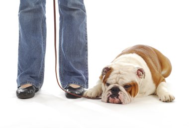 köpek itaat terbiye