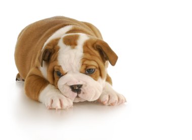 Şirin köpek.